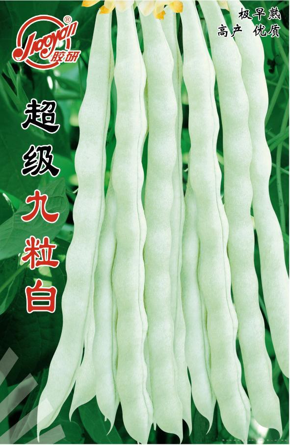 超级九粒白——豆类