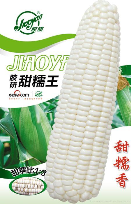 胶研甜糯王——玉米