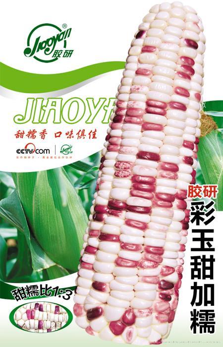 胶研彩玉甜加糯——玉米