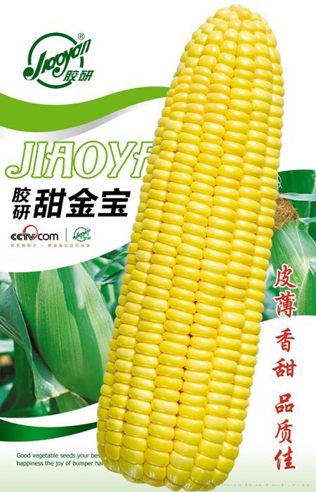 胶研甜金宝——玉米