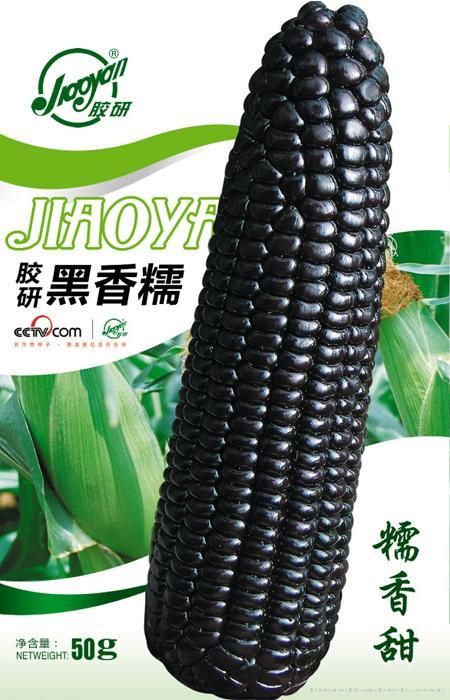 胶研黑香糯——玉米