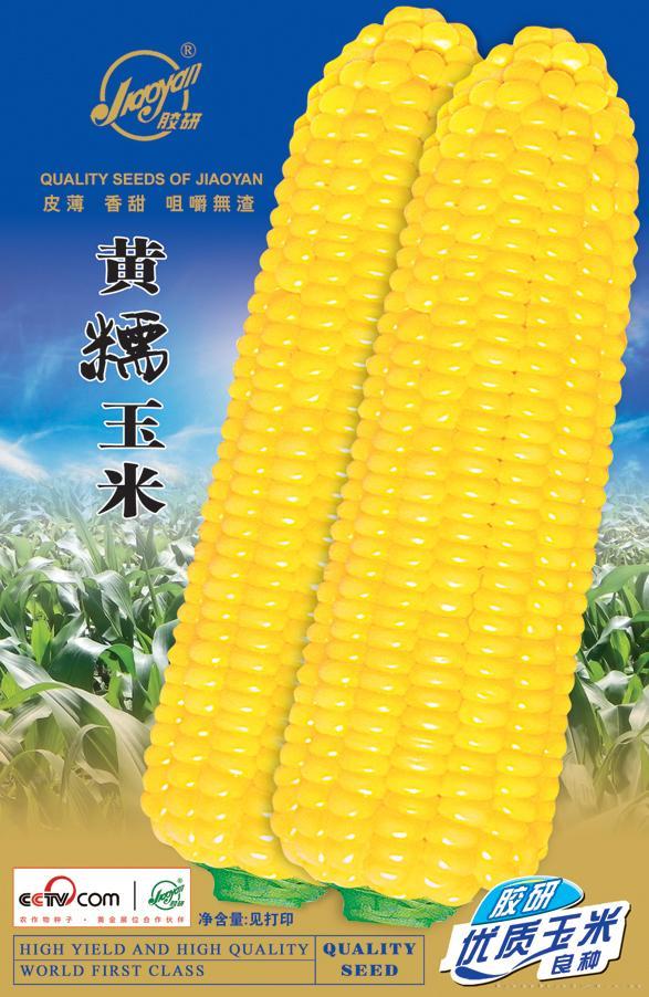 胶研黄糯玉米——玉米