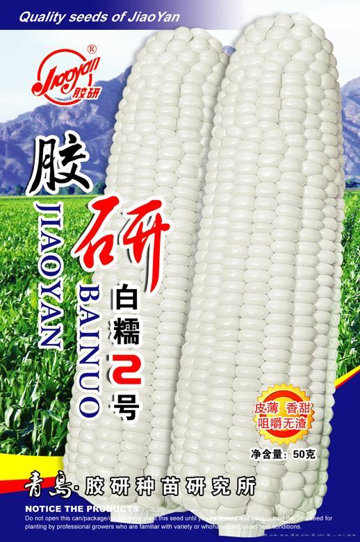 胶研白糯2号——玉米