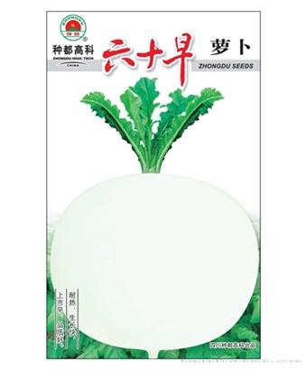 六十早萝卜