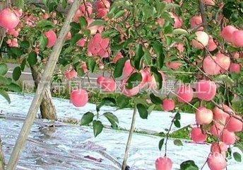 苹果增色反光膜 果树用PET反光膜