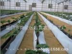 3米宽15丝厚 无土栽培、水培种植用黑白膜
