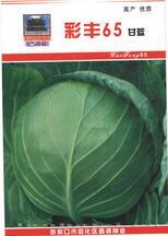 供应彩丰65——甘蓝种子