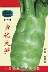 供应宣化大笋—莴苣种子