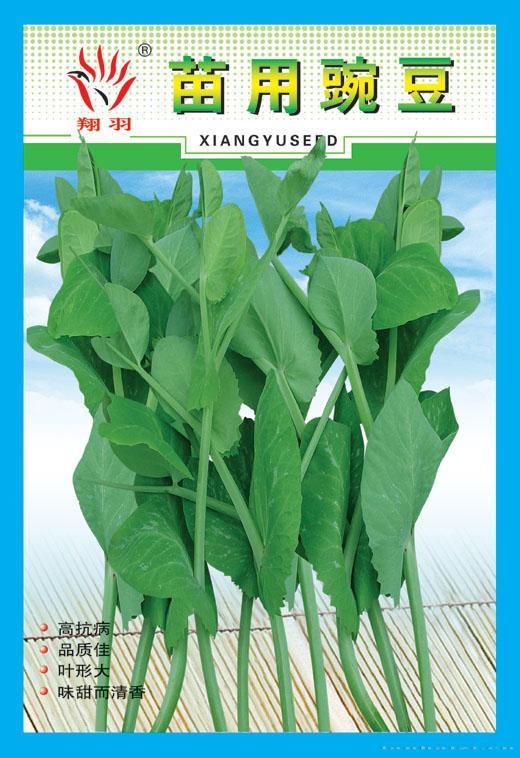 苗用豌豆——豆类