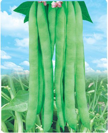 红花青荚——豆类