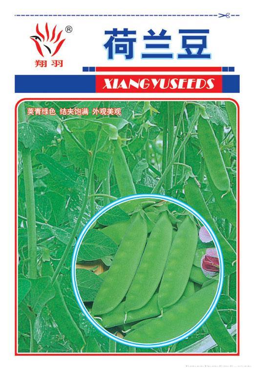 荷兰豆——豆类