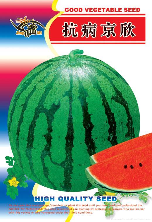 抗病京欣——瓜类