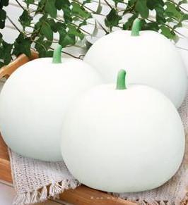 白阳甜瓜——瓜类