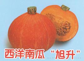 供应西洋南瓜“旭生”-南瓜种子