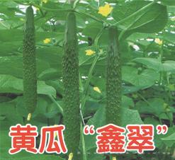 供应黄瓜“鑫翠”-黄瓜种子