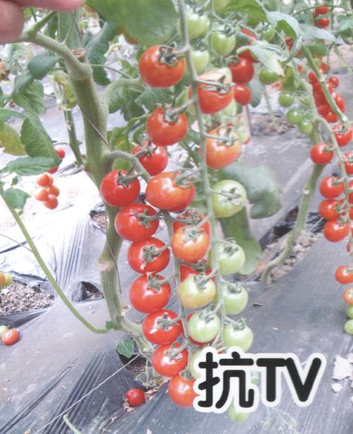 供应小番茄1024-番茄种子