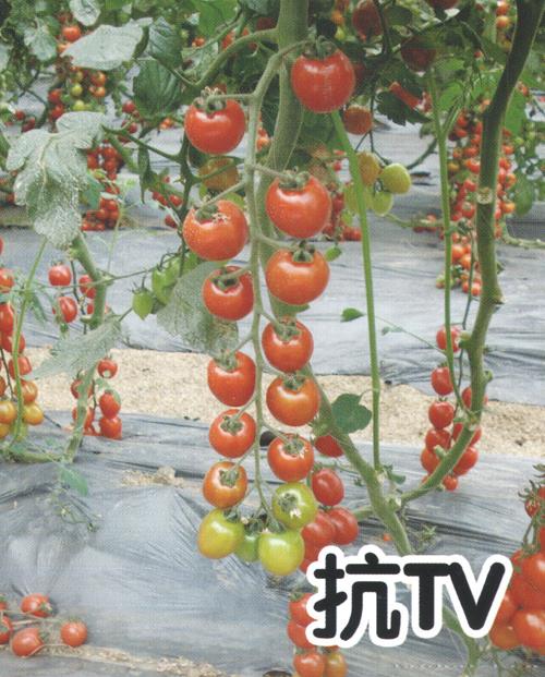 供应小番茄1023-番茄种子