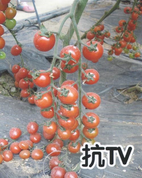 供应小番茄1022-番茄种子