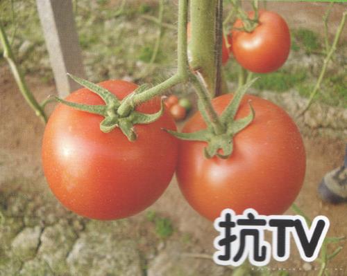 供应红果AG0888-番茄种子