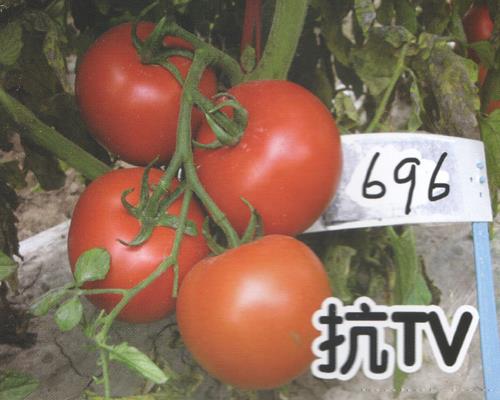 供应红果696-番茄种子
