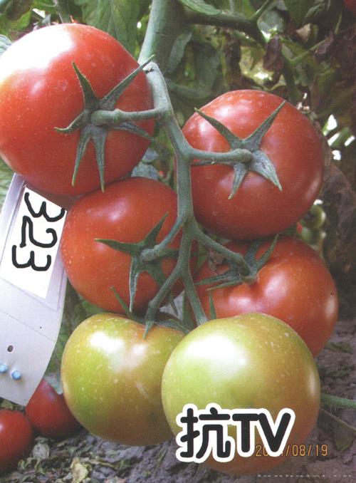 供应红果323-番茄种子