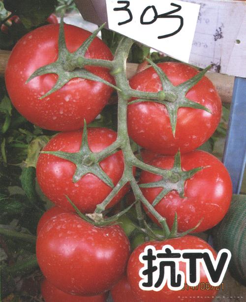 供应红果303-番茄种子