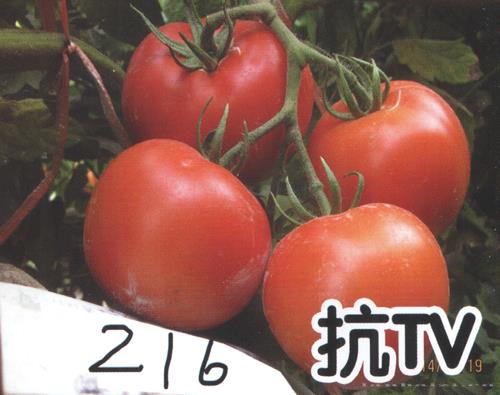 供应红果216-番茄种子