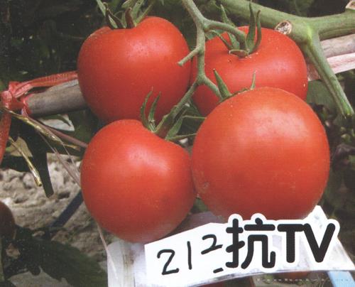 供应红果213-番茄种子