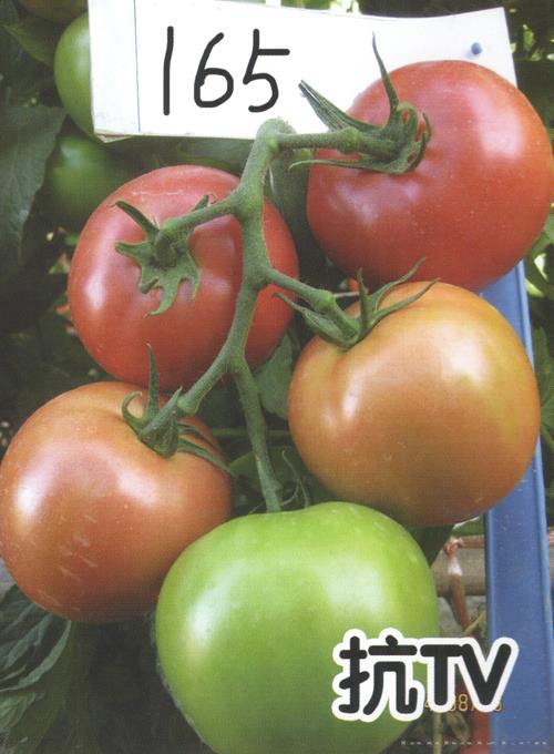 供应红果165-番茄种子
