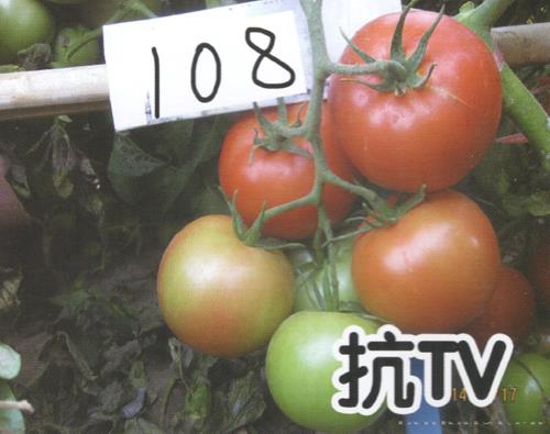 供应红果108-番茄种子