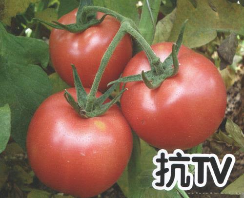供应粉果1606-302-番茄种子