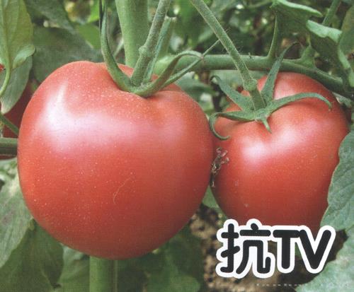 供应粉果1606-301-番茄种子