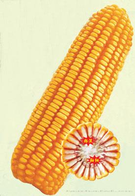  懒汉玉米王—玉米种子 