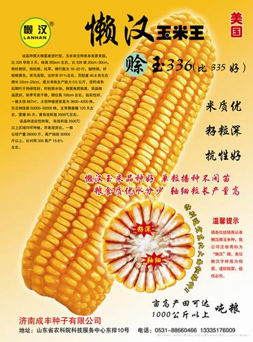  赊玉336—玉米种子 