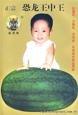 供应恐龙王中王—西瓜种子 