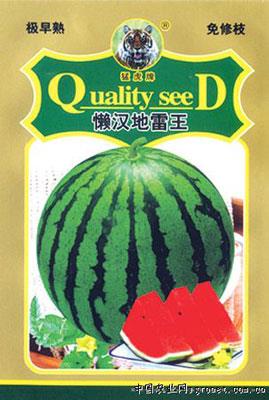 懒汉地雷王西瓜种子 