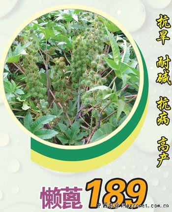 供应懒蓖189—蓖麻种子 
