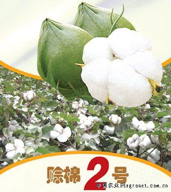 赊棉2号—棉花种子 