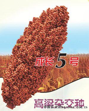 成长5号—高粱种子 
