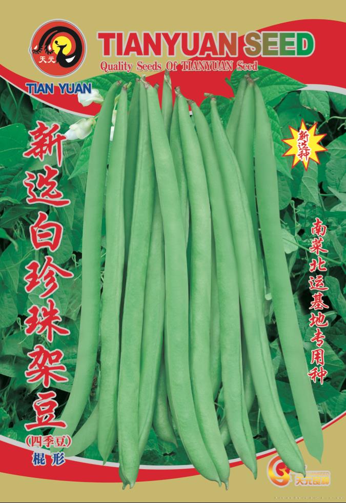 新选白珍珠架豆—菜豆种子