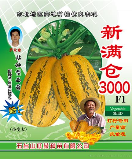供应新满仓3000（站秧型）西葫芦种子 