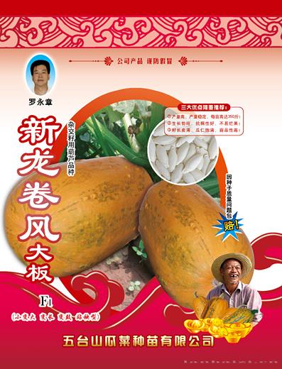 供应新龙卷风大板（站秧型）西葫芦种子 