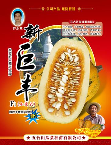 供应新巨丰西葫芦种子 