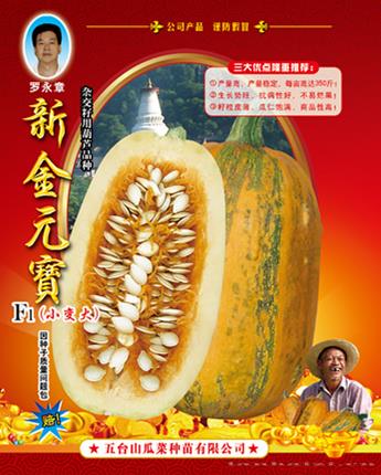 供应新金元宝西葫芦种子 