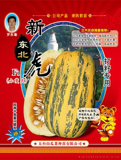 供应新东北虎西葫芦种子 