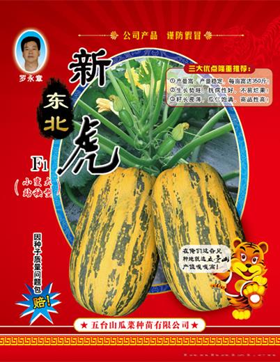 供应新东北虎（站秧型）西葫芦种子 