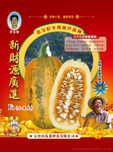 供应新财源广进西葫芦种子 