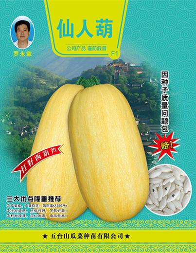 供应仙人葫西葫芦种子 