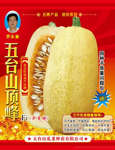 供应五台山顶峰西葫芦种子 