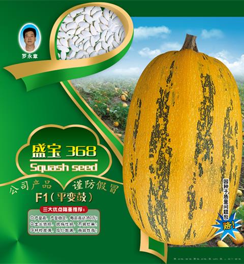供应盛宝368西葫芦种子 